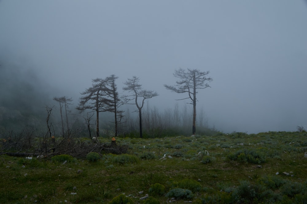 bare trees on green grass field under white sky during daytime