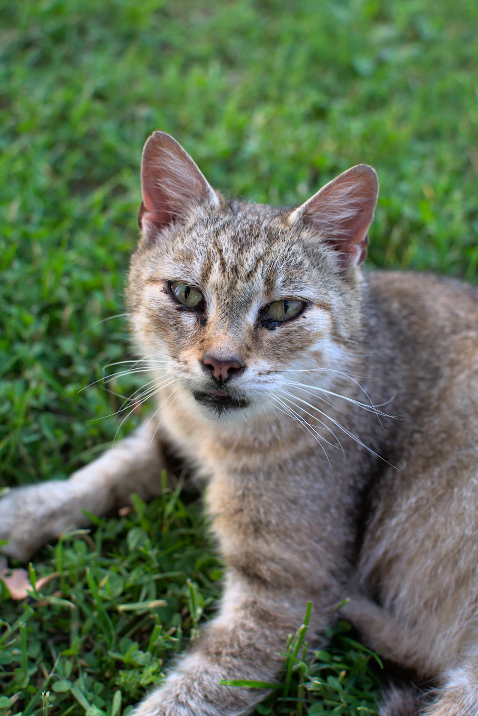 Gray and white cat sprawls on green grass with head tilted to the left relaxed