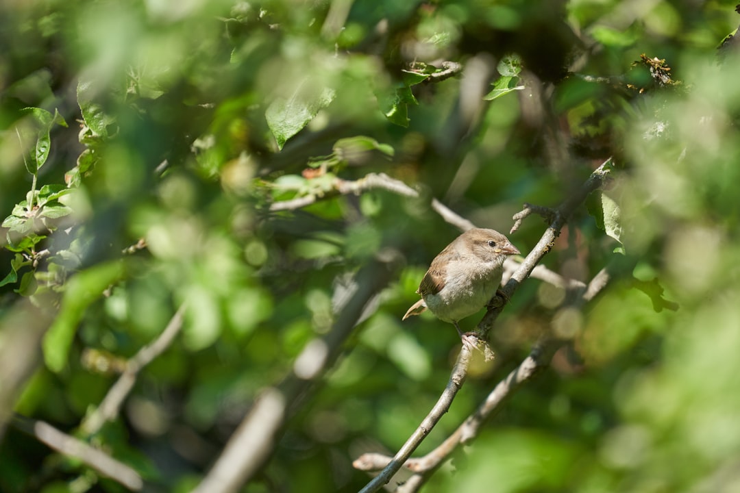 brown bird on tree branch during daytime