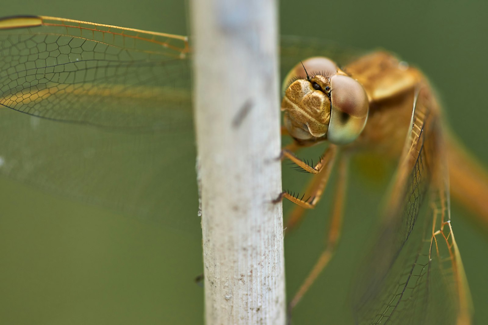 Minolta AF 100mm F2.8 Macro [New] sample photo. Brown dragonfly perched on photography