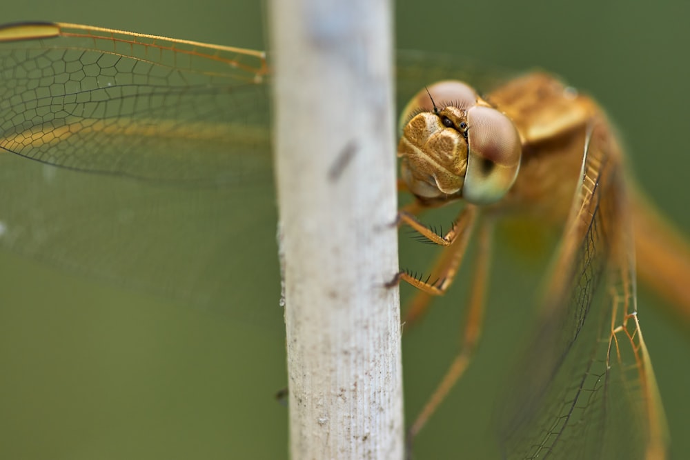 brown dragonfly perched on white concrete post during daytime