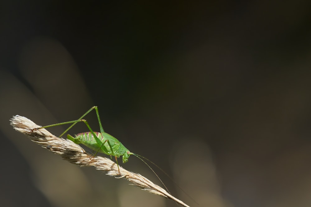green grasshopper on brown stem in close up photography