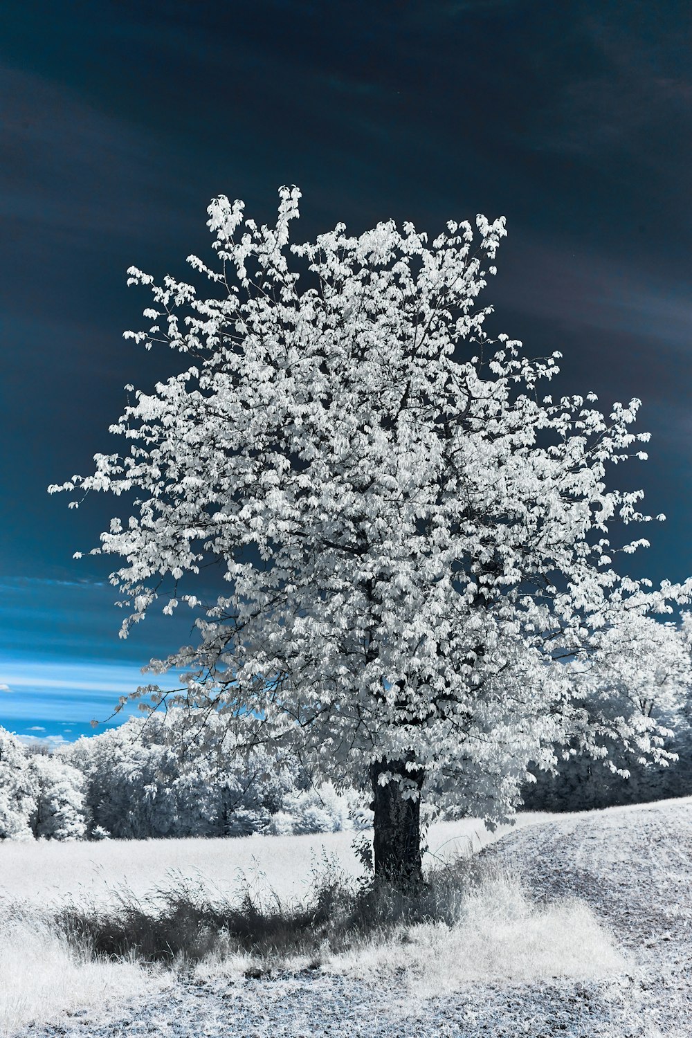 white tree on snow covered ground under blue sky during daytime