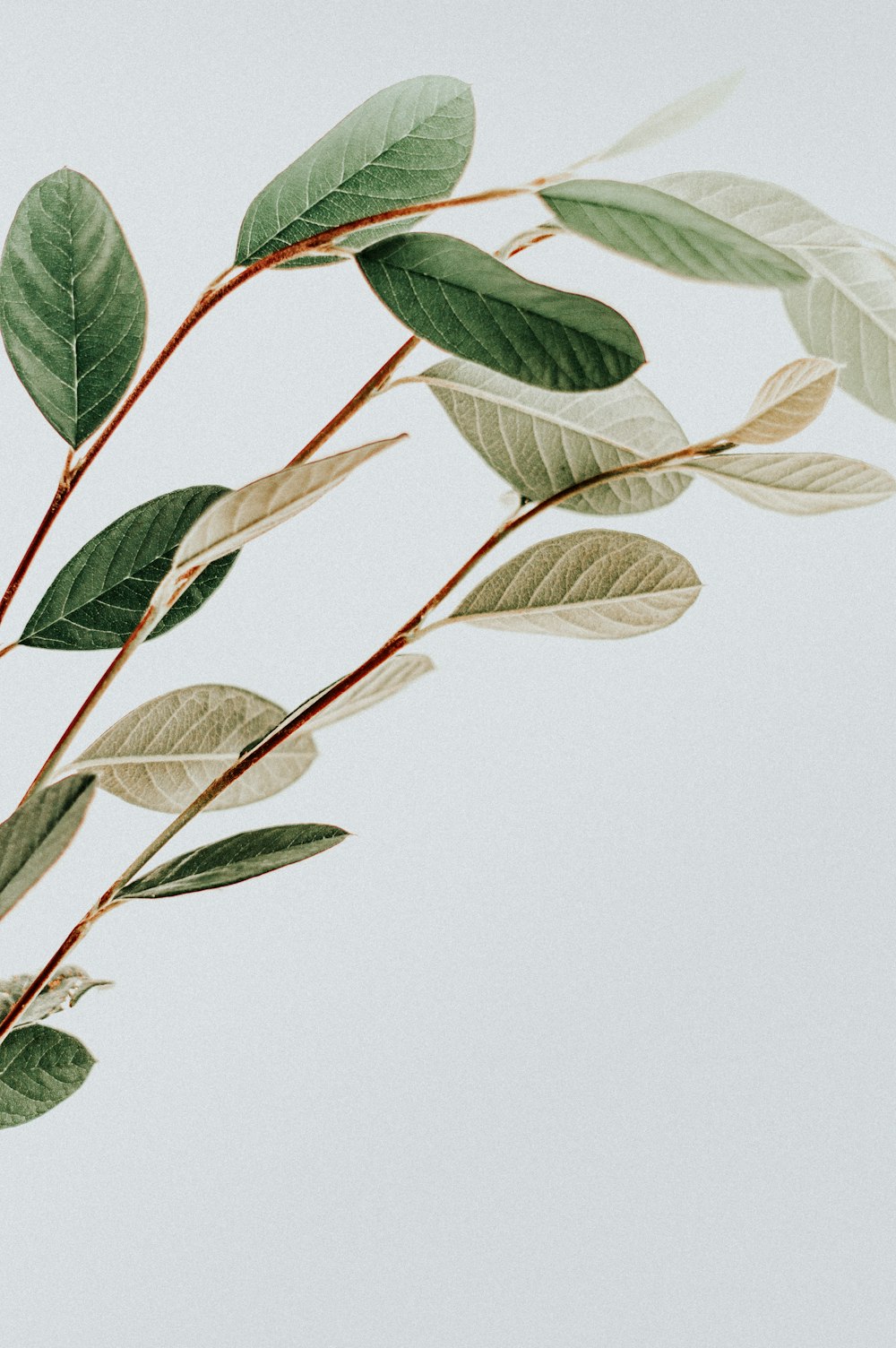 green leaves with white background