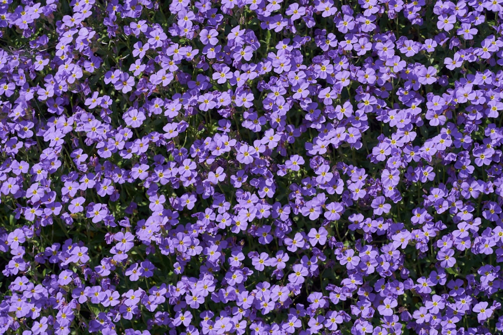 purple and white flower field