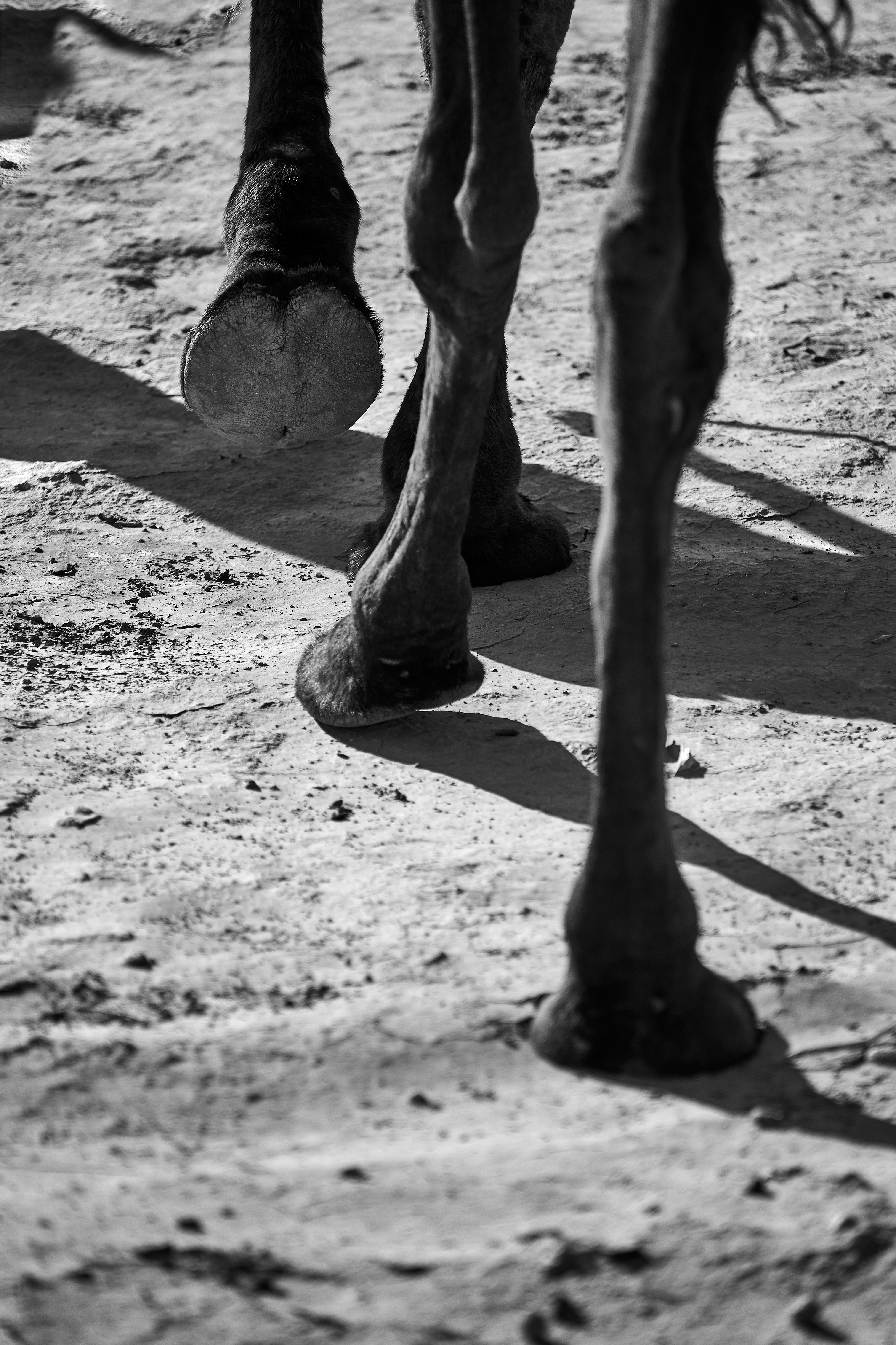 Grayscale photo of horse shadow on sand - Free Photo on Unsplash