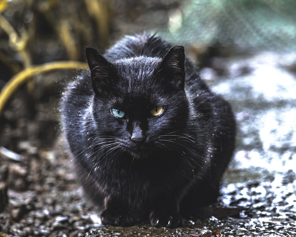 black cat on brown and white ground