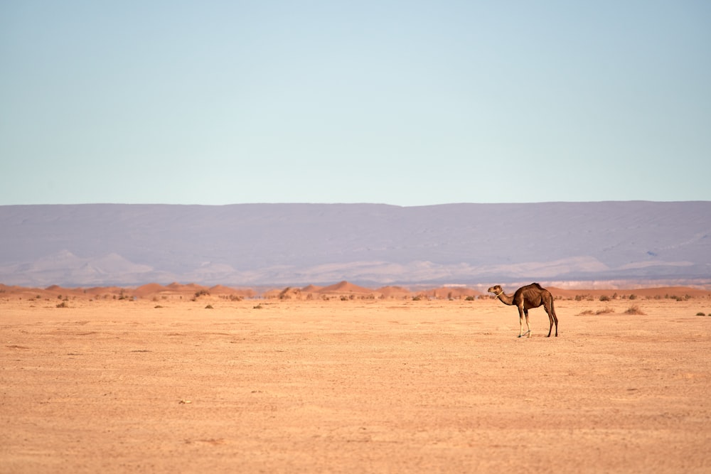 a camel standing in a desert with mountains in the background