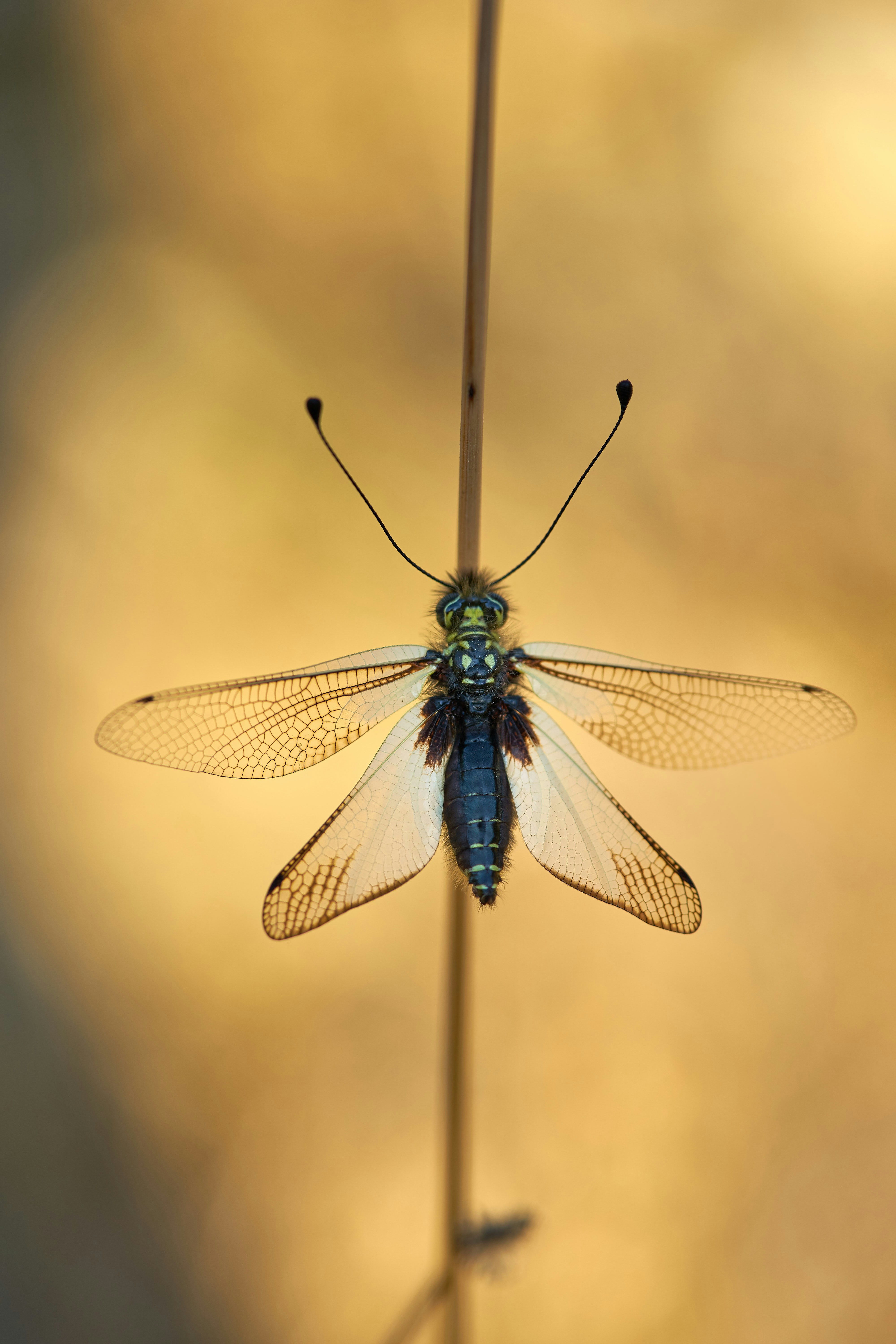 Photo by wolfgang_hasselmann