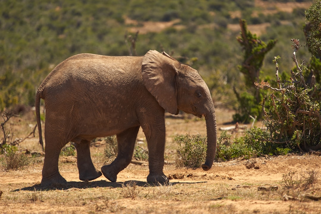 brown elephant walking on green grass during daytime