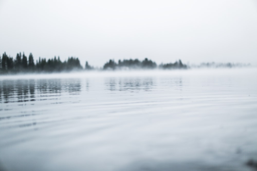 body of water near trees during daytime