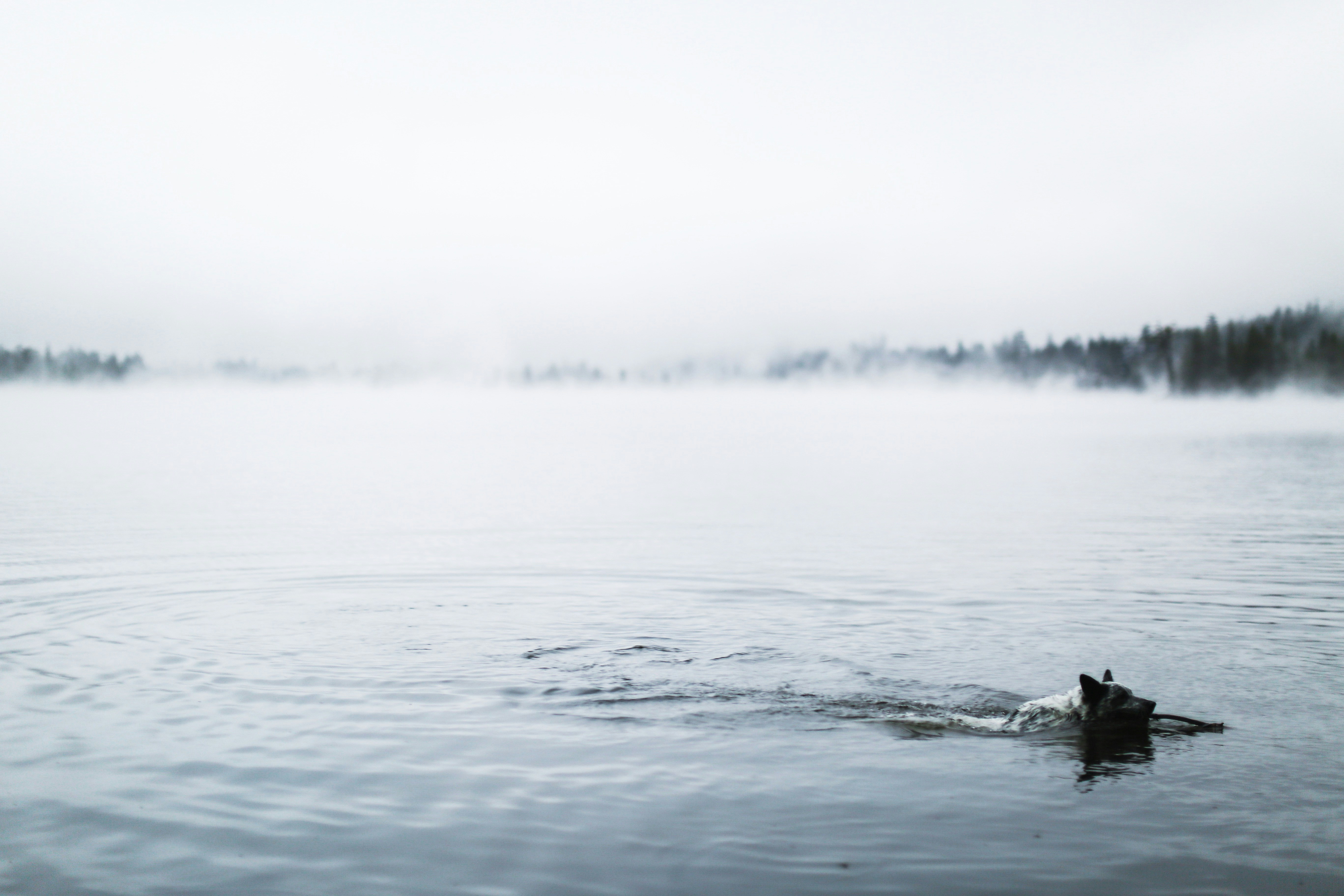 Photo by giorgiotrovato