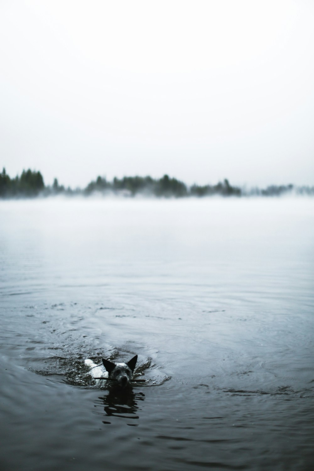 body of water near trees during daytime