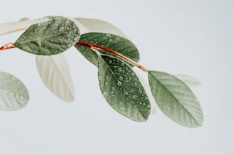 green leaves on white surface