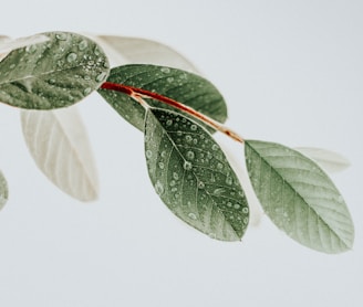 green leaves on white surface