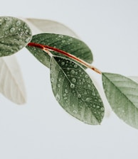 green leaves on white surface