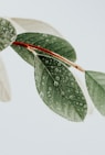 green leaves on white surface