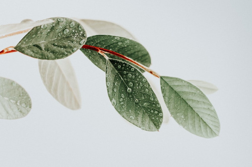 feuilles vertes sur surface blanche