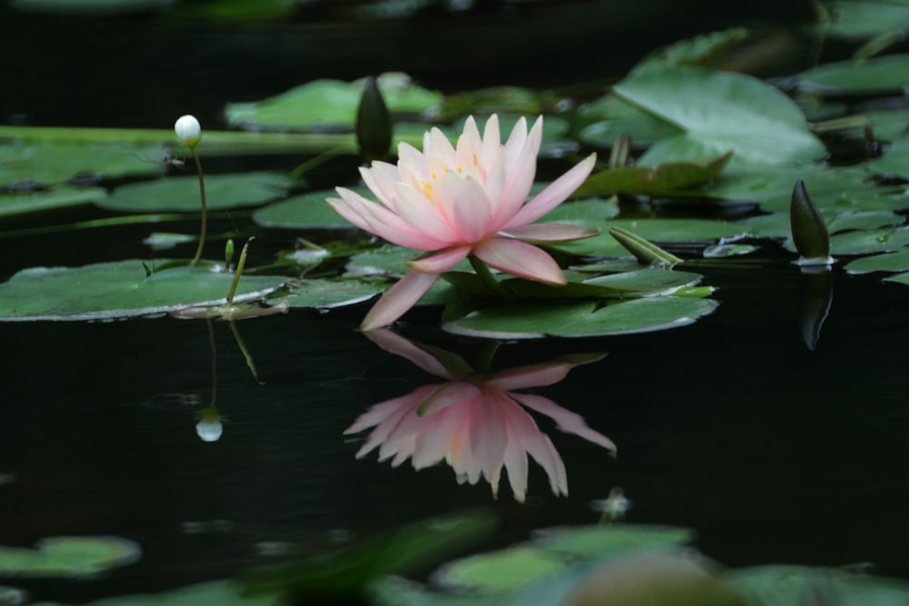 pink lotus flower on water