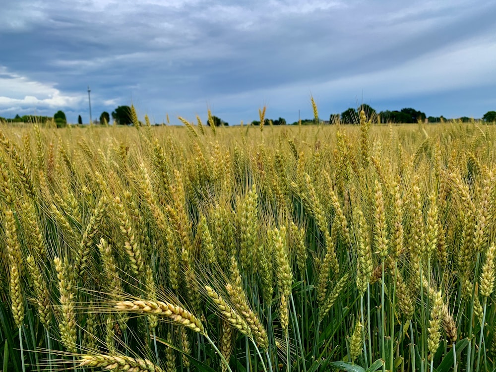 green wheat field during daytime