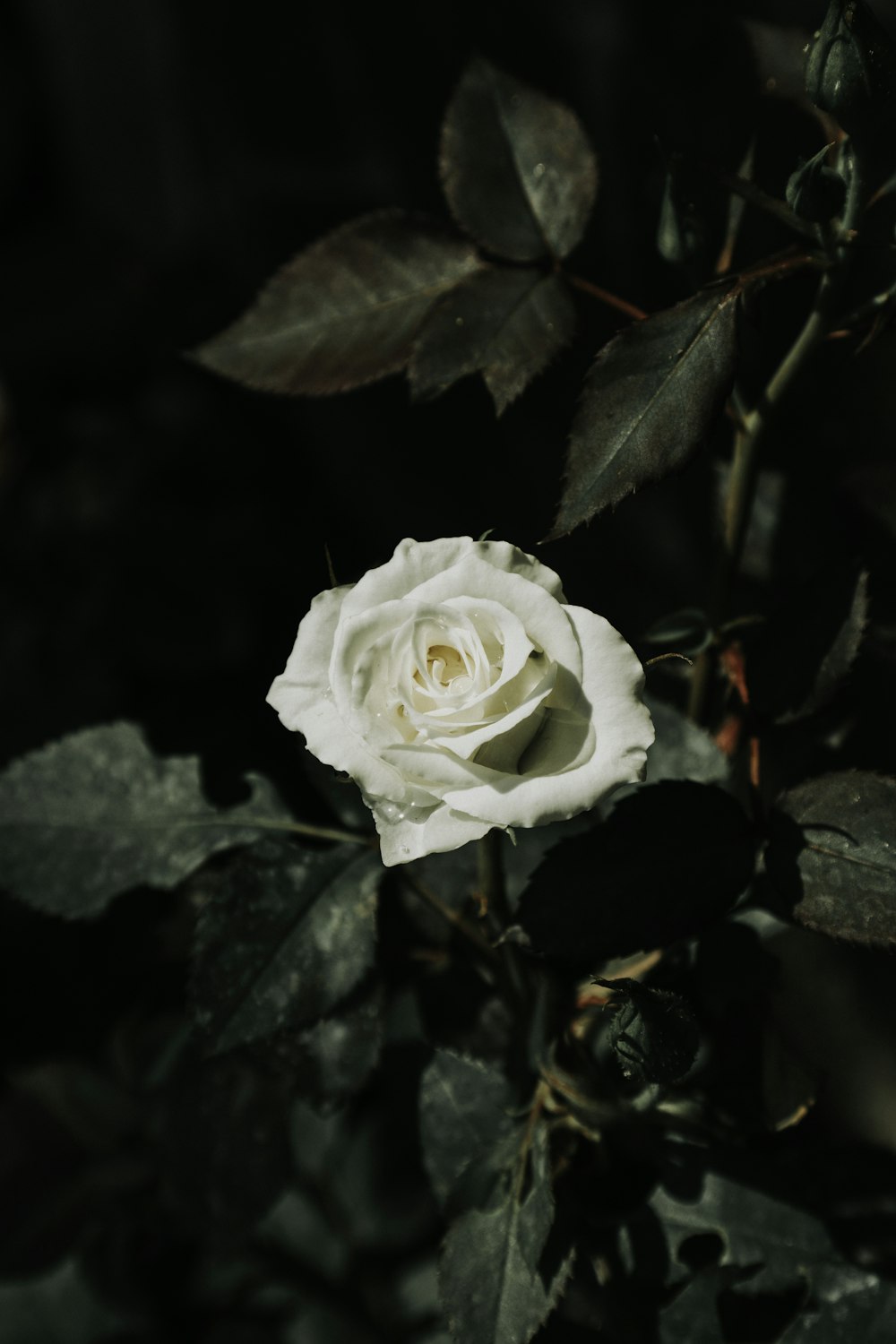 white rose in bloom during daytime