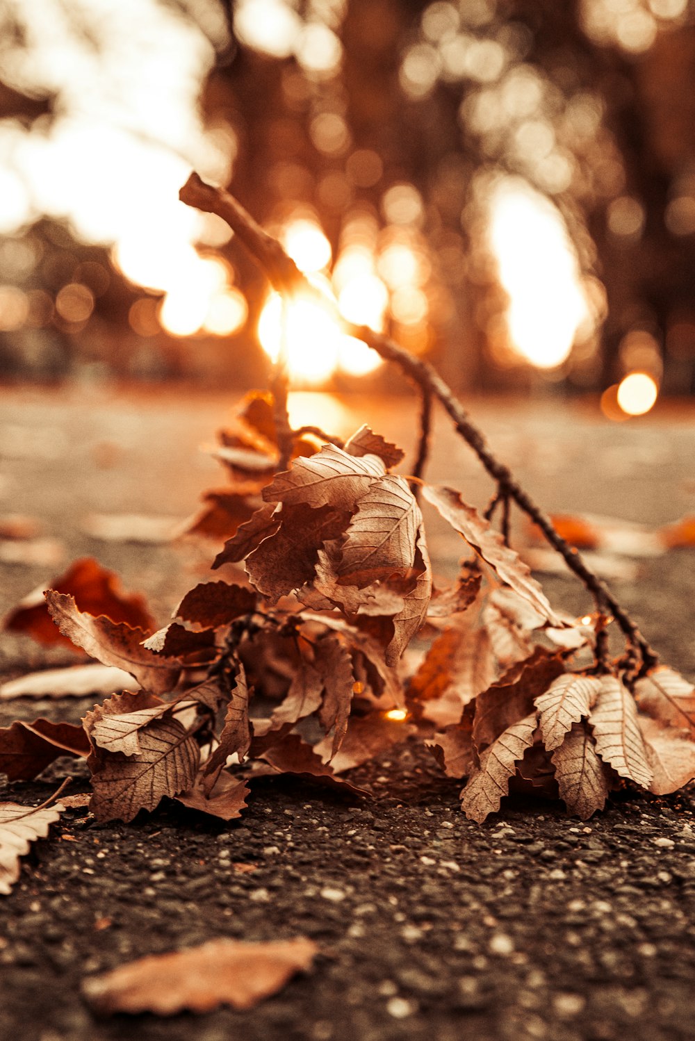 brown dried leaf on ground during daytime