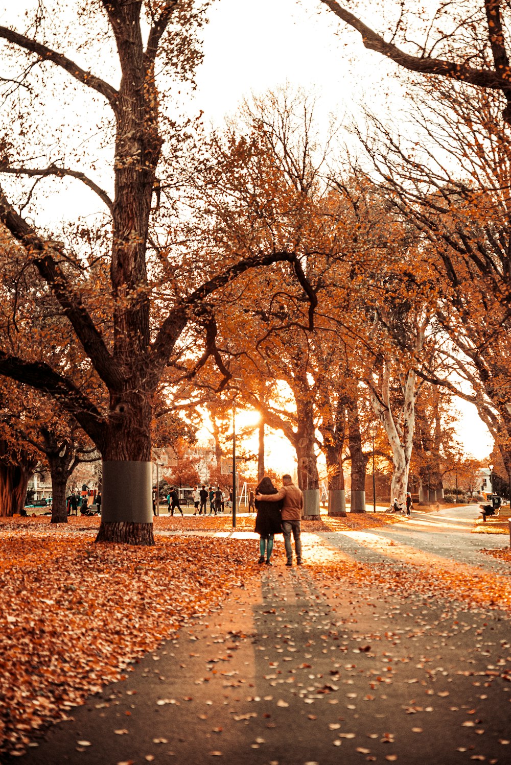 people walking on pathway between trees during daytime