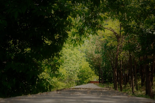 A sunlit forest path with diverse plants symbolizing sustainable growth.
