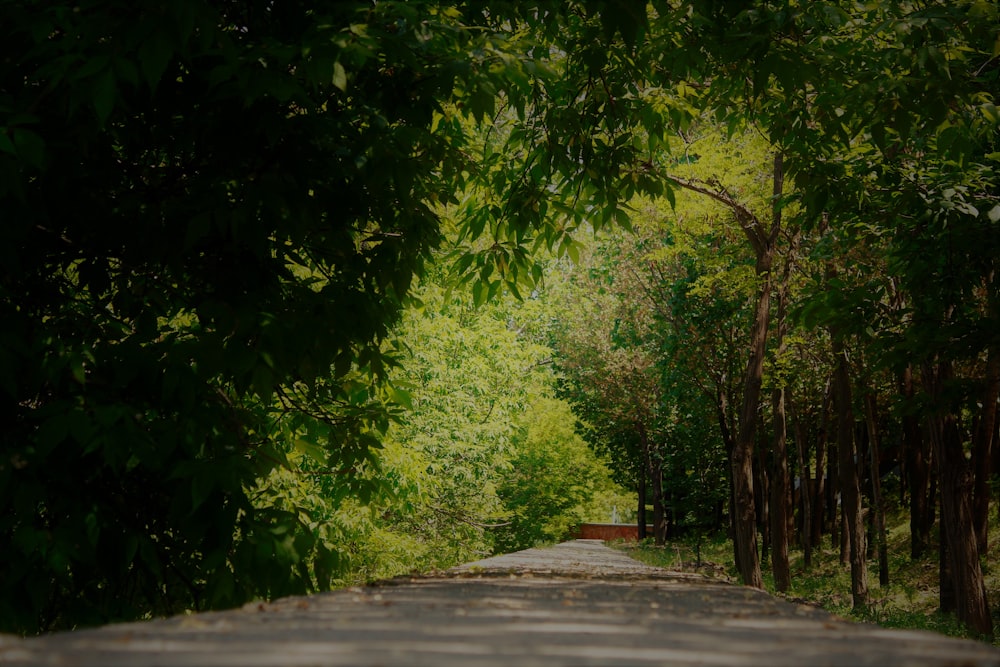 gray concrete road in between green trees during daytime