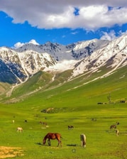 herd of sheep on green grass field near snow covered mountains during daytime