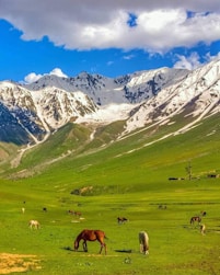 herd of sheep on green grass field near snow covered mountains during daytime