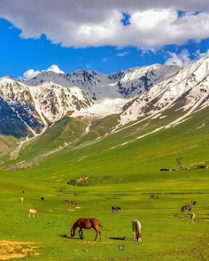 herd of sheep on green grass field near snow covered mountains during daytime
