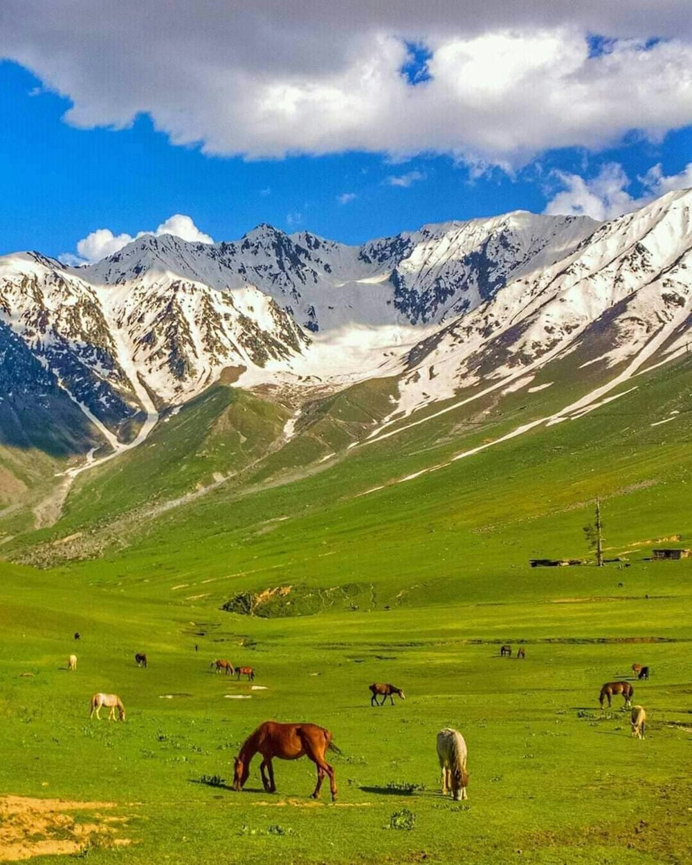 gregge di pecore sul campo di erba verde vicino alle montagne coperte di neve durante il giorno