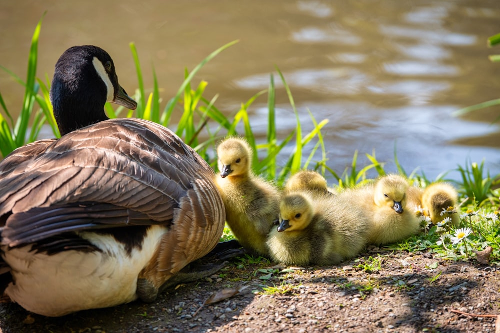 brown duck and duckling on ground near water during daytime