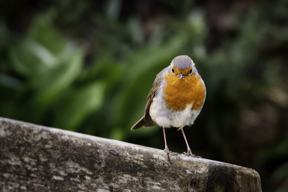 brown and white bird on gray concrete surface during daytime