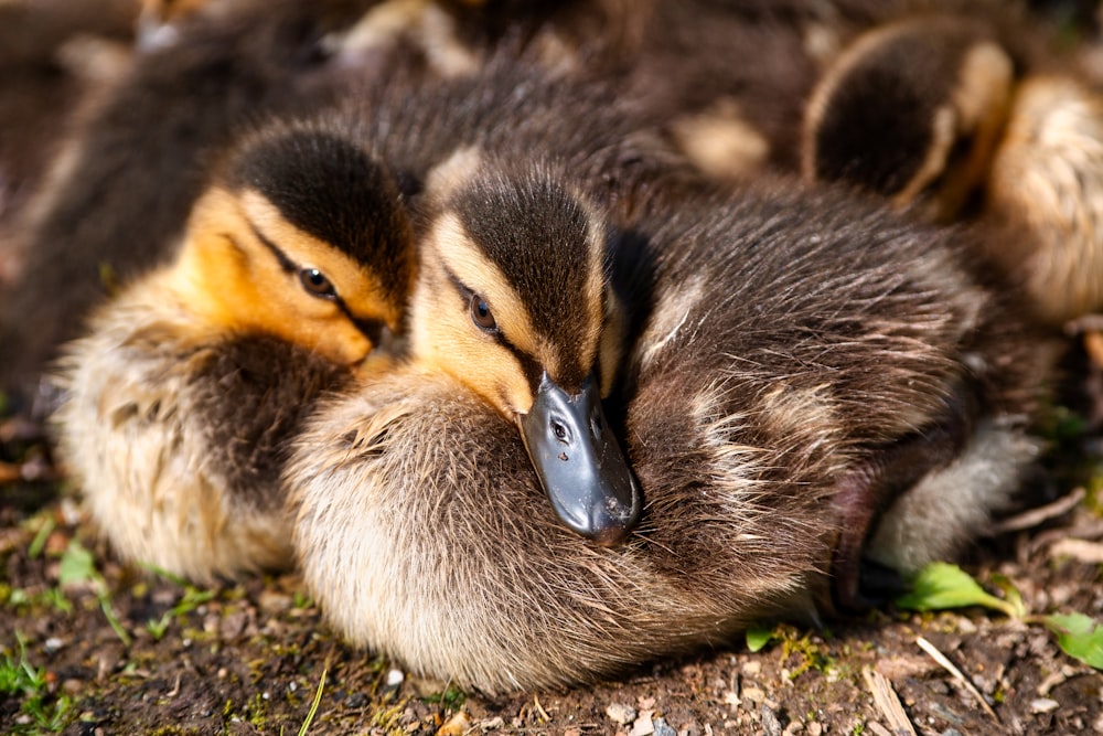 black and brown duck on green grass during daytime