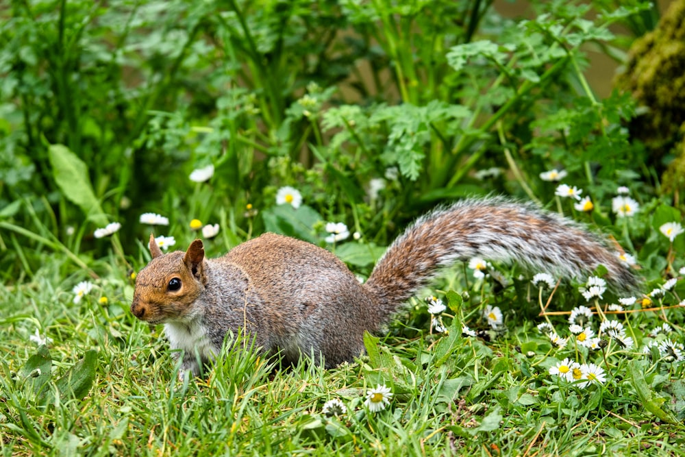 brown squirrel on green grass during daytime