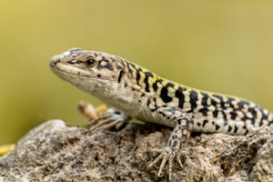 black and white lizard on brown rock