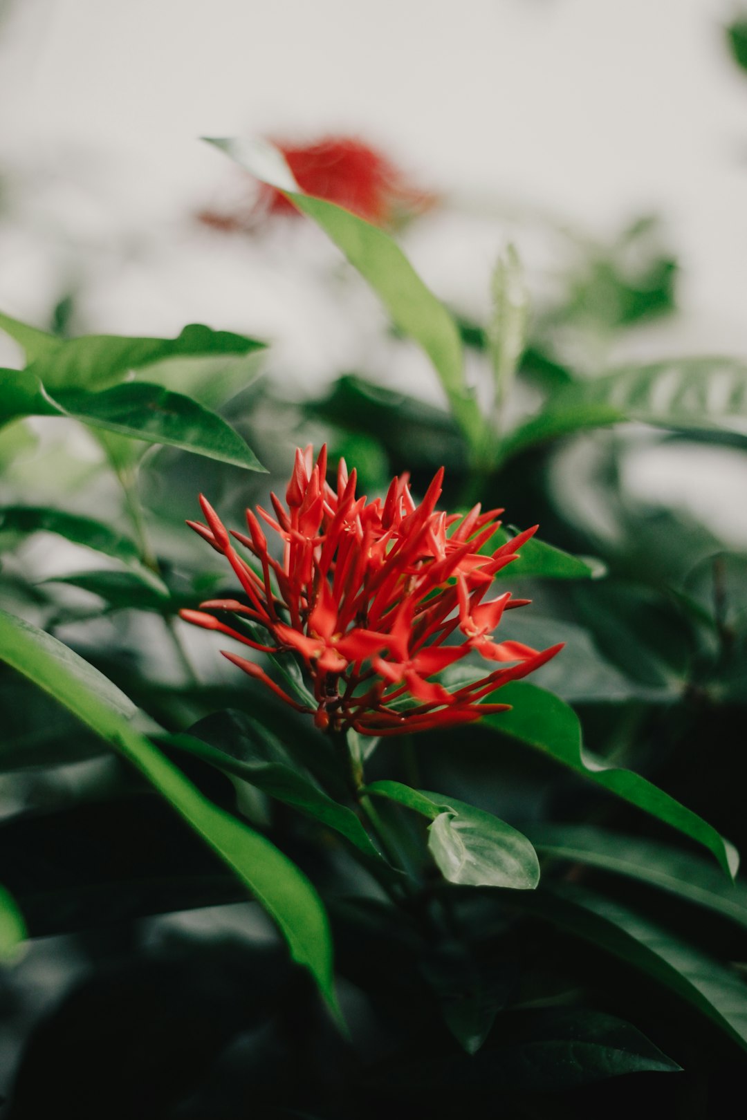 red flower in tilt shift lens