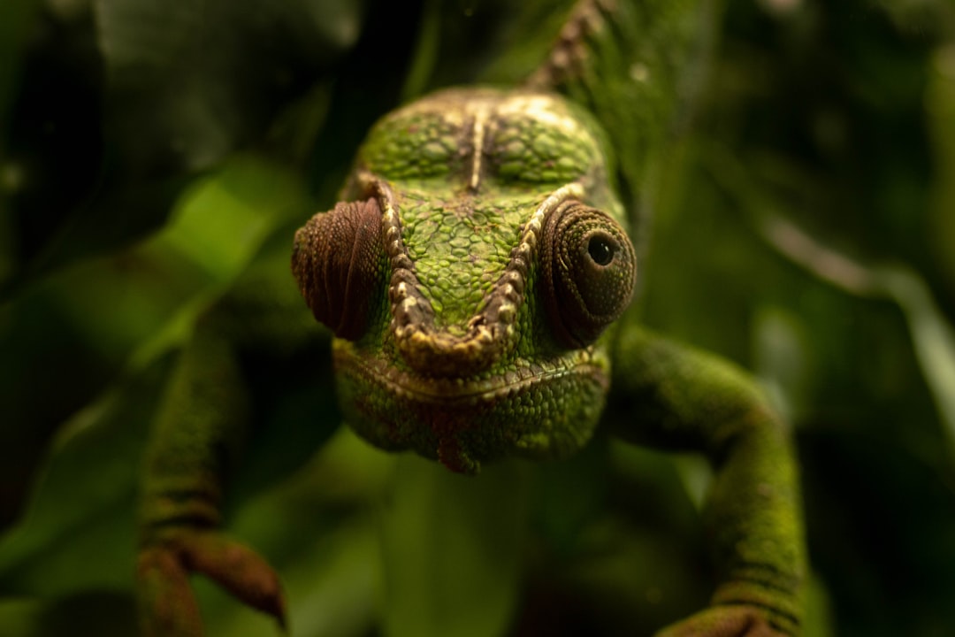 green chameleon on green tree branch