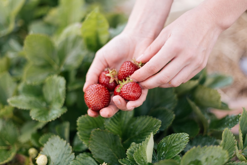 Person, die tagsüber rote Erdbeeren hält