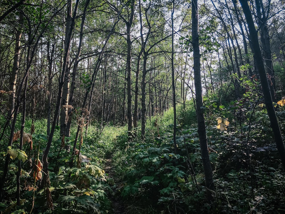 green trees and plants during daytime