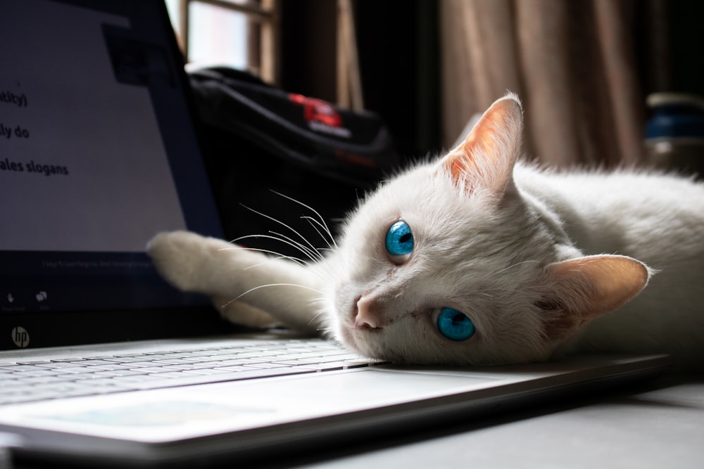 Gato blanco acostado en MacBook Pro