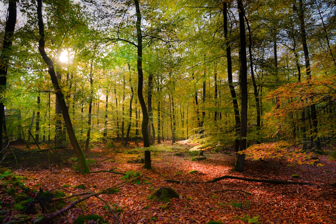 Forest photo spot Tbilisi Tbilisi National Park