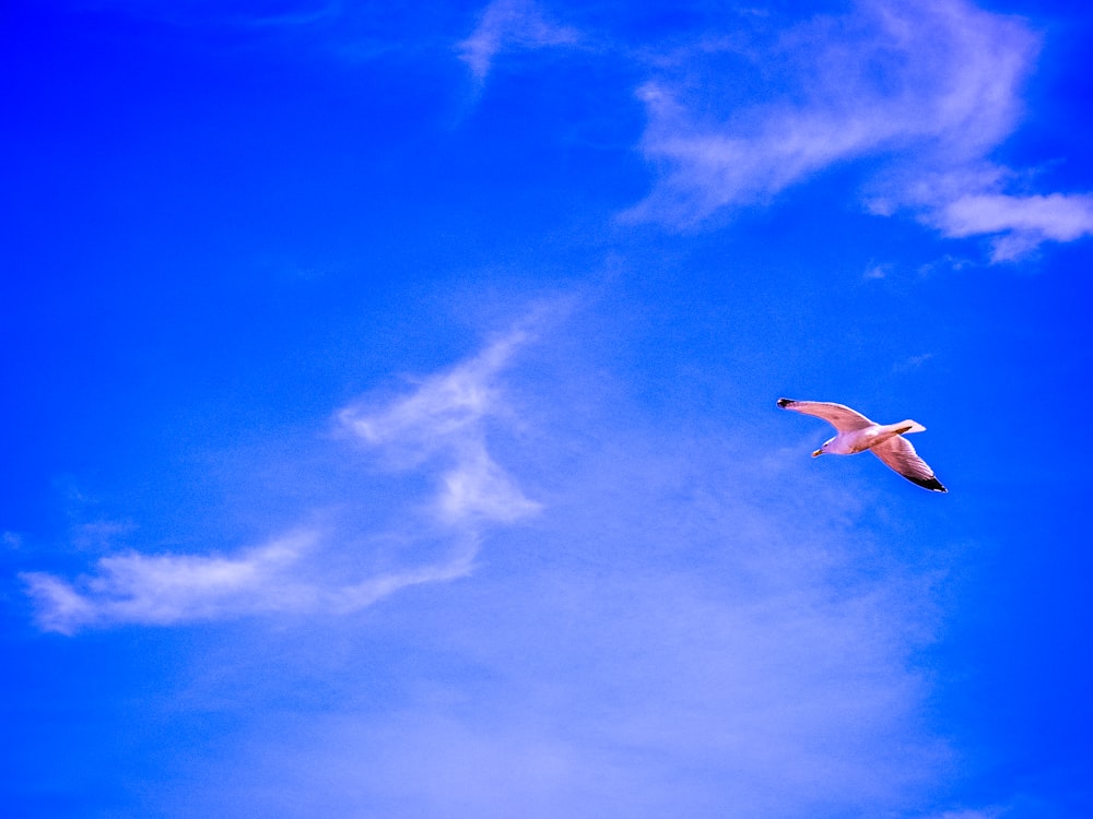 white bird flying under blue sky during daytime