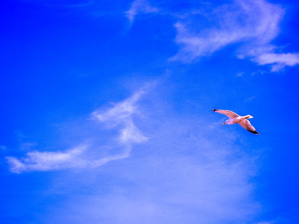 uccello bianco che vola sotto il cielo blu durante il giorno