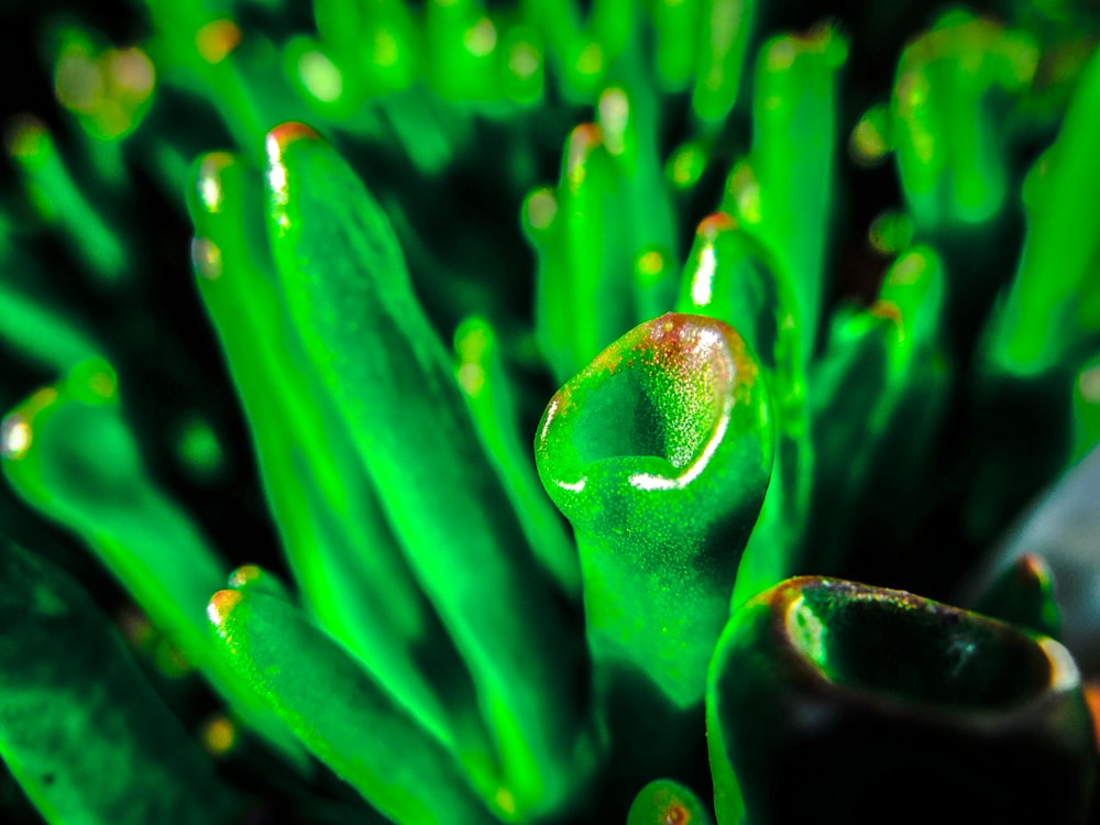 water droplets on green plant