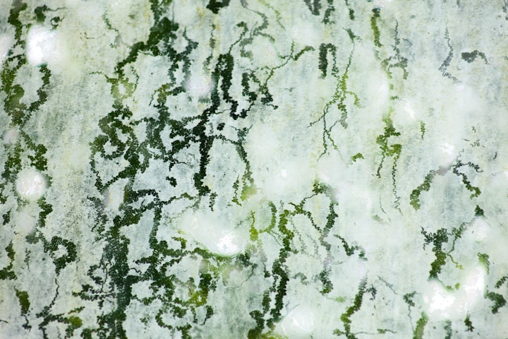 Čo sa stane, ak zjete pleseň? Odhalenie jedného z najfascinujúcejších svetov prírody