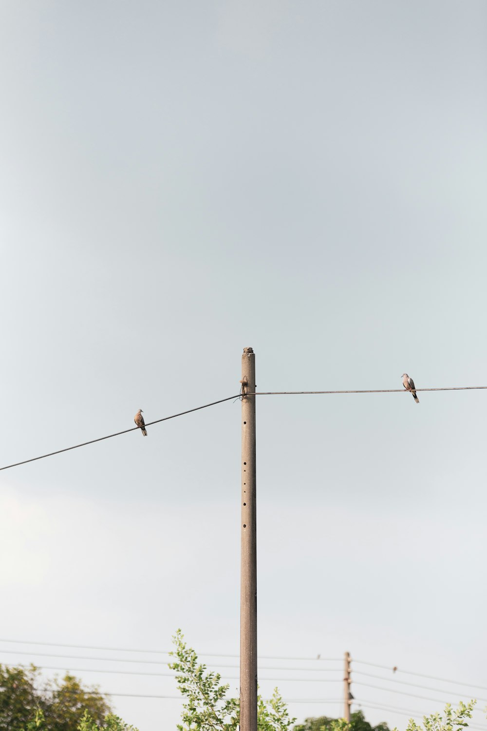 brown wooden post under white sky during daytime