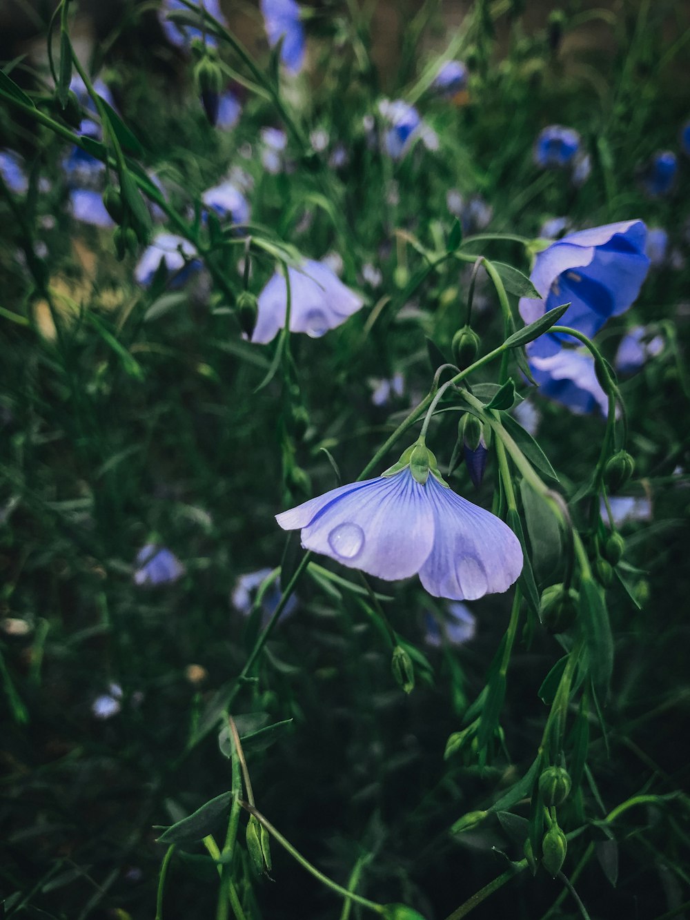 blue and yellow flower in tilt shift lens